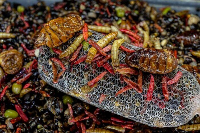 Macro-Mix-Wormageddon-2.0-2-Kopie-700x467-1.jpg