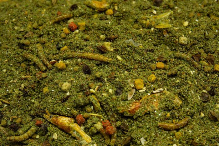 stick-mix-freaking-insect-2-700x467-1.jpg