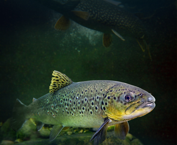 slider1_bg31.jpg